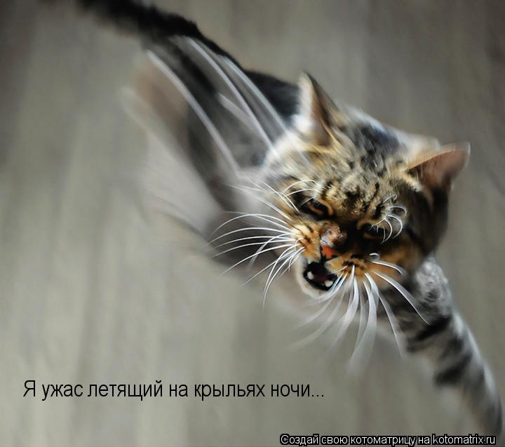 Я ужас летящий на крыльях ночи...... Котоматрица: Я ужас летящий на крыльях ночи...