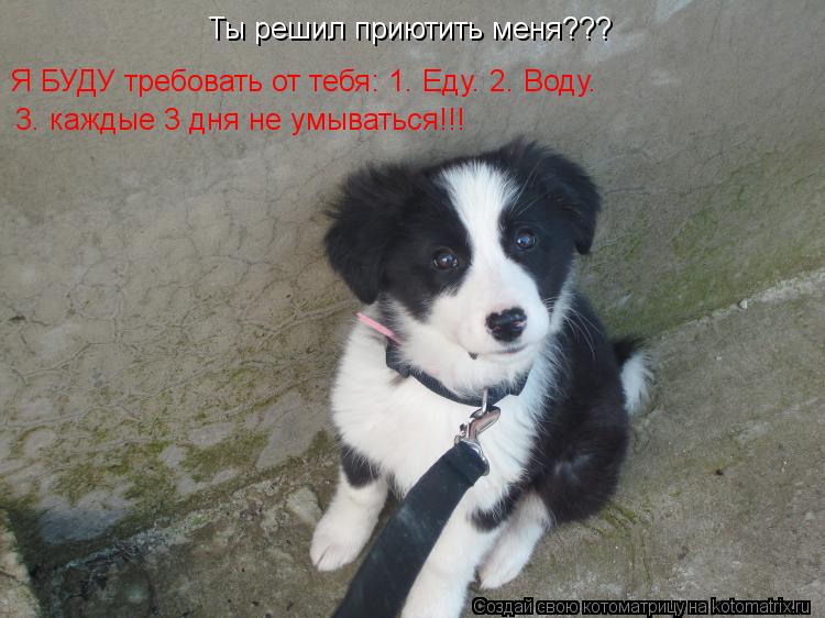 Я БУДУ требовать от тебя: 1. Еду. 2. Воду. 3. каждые 3 дня не умываться!!! Ты решил приютить меня???... Котоматрица: Я БУДУ требовать от тебя: 1. Еду. 2. Воду. 3. каждые 3 дня не умываться!!! Ты решил приютить меня???