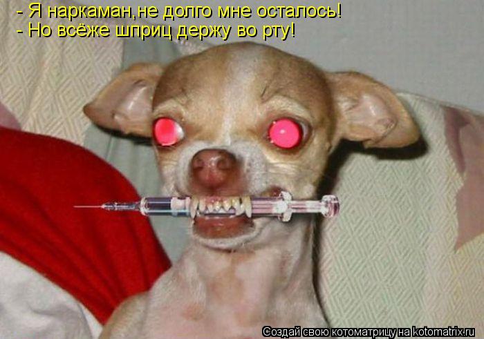 - Я наркаман,не долго мне осталось! - Но всёже шприц держу во рту!... Котоматрица: - Я наркаман,не долго мне осталось! - Но всёже шприц держу во рту!