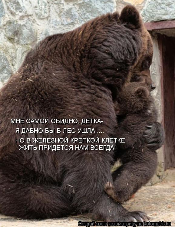 МНЕ САМОЙ ОБИДНО, ДЕТКА- Я ДАВНО БЫ В ЛЕС УШЛА..... НО В ЖЕЛЕЗНОЙ КРЕПКОЙ КЛЕТКЕ ЖИТЬ ПРИДЕТСЯ НАМ ВС... Котоматрица: МНЕ САМОЙ ОБИДНО, ДЕТКА- Я ДАВНО БЫ В ЛЕС УШЛА..... НО В ЖЕЛЕЗНОЙ КРЕПКОЙ КЛЕТКЕ ЖИТЬ ПРИДЕТСЯ НАМ ВСЕГДА!