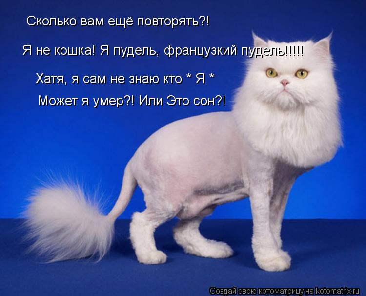 Сколько вам ещё повторять?! Я не кошка! Я пудель, французкий пудель!!!!! Хатя, я сам не знаю кто * Я ... Котоматрица: Сколько вам ещё повторять?! Я не кошка! Я пудель, французкий пудель!!!!! Хатя, я сам не знаю кто * Я * Может я умер?! Или Это сон?!