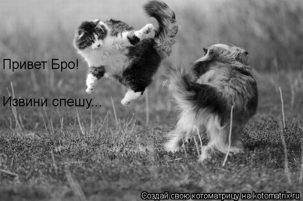 Привет Бро! Извини спешу...... Котоматрица: Привет Бро! Извини спешу...