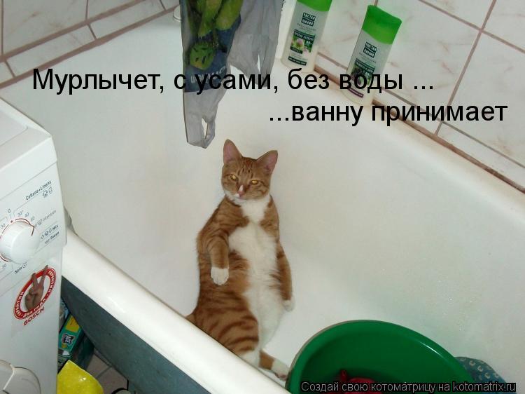 ...ванну принимает Мурлычет, с усами, без воды ...... Котоматрица: ...ванну принимает Мурлычет, с усами, без воды ...