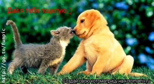Дай я тебя поцелую_)... Котоматрица: Дай я тебя поцелую_)