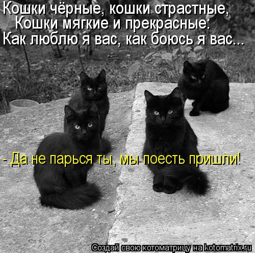 Кошки чёрные, кошки страстные, Кошки мягкие и прекрасные: Как люблю я вас, как боюсь я вас... - Да не... Котоматрица: Кошки чёрные, кошки страстные, Кошки мягкие и прекрасные: Как люблю я вас, как боюсь я вас... - Да не парься ты, мы поесть пришли!