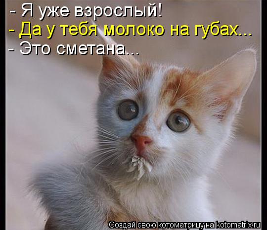 - Я уже взрослый! - Да у тебя молоко на губах... - Это сметана...... Котоматрица: - Я уже взрослый! - Да у тебя молоко на губах... - Это сметана...