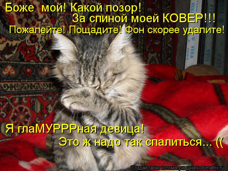 Котоматрица: Боже  мой! Какой позор!  За спиной моей КОВЕР!!!  Пожалейте! Пощадите! Фон скорее удалите! Я глаМУРРРная девица!  Это ж надо так спалиться... ((