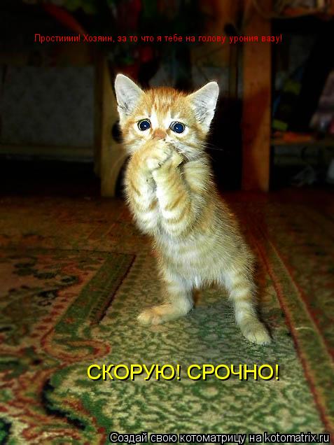 Простииии! Хозяин, за то что я тебе на голову урония вазу! СКОРУЮ! СРОЧНО!... Котоматрица: Простииии! Хозяин, за то что я тебе на голову урония вазу! СКОРУЮ! СРОЧНО!