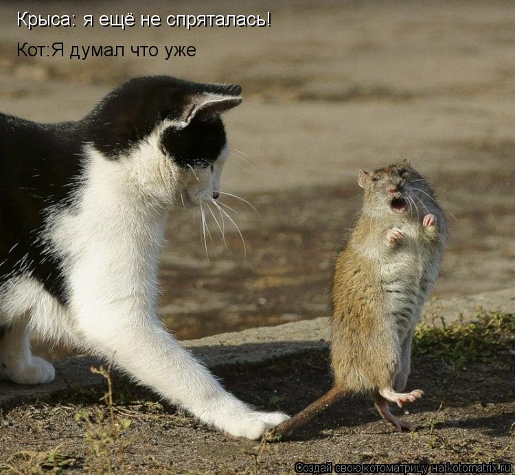 Крыса: я ещё не спряллась! я ещё не спряталась! Кот:Я думал что уже... Котоматрица: Крыса: я ещё не спряллась! я ещё не спряталась! Кот:Я думал что уже