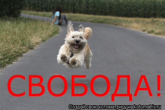 СВОБОДА!... Котоматрица: СВОБОДА!