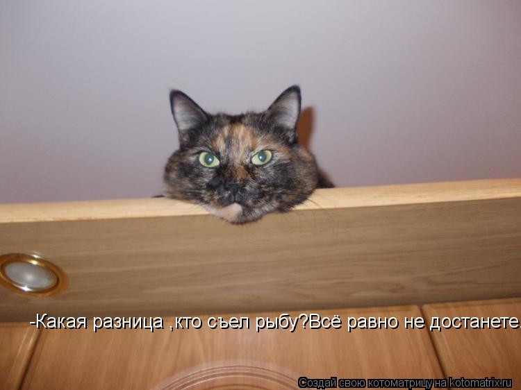-Какая разница ,кто съел рыбу?Всё равно не достанете...... Котоматрица: -Какая разница ,кто съел рыбу?Всё равно не достанете...