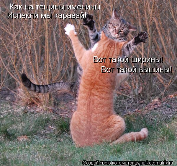 Как на тещины именины Испекли мы каравай! Вот такой ширины! Вот такой вышины!... Котоматрица: Как на тещины именины Испекли мы каравай! Вот такой ширины! Вот такой вышины!