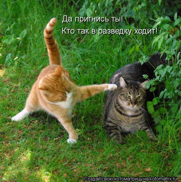 Да пригнись ты! Кто так в разведку ходит!... Котоматрица: Да пригнись ты! Кто так в разведку ходит!