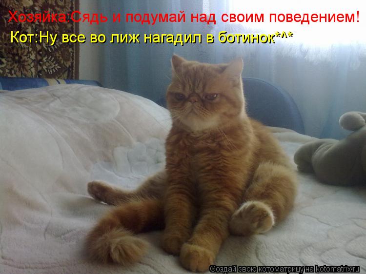 Хозяйка:Сядь и подумай над своим поведением! Кот:Ну все во лиж нагадил в ботинок*^*... Котоматрица: Хозяйка:Сядь и подумай над своим поведением! Кот:Ну все во лиж нагадил в ботинок*^*