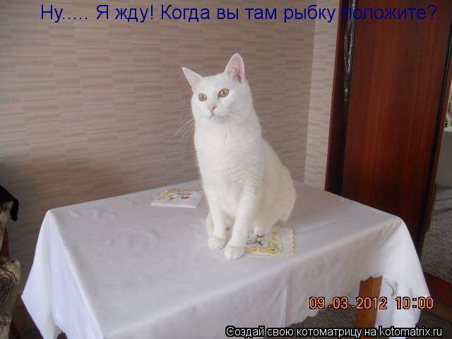 Ну..... Я жду! Когда вы там рыбку положите?... Котоматрица: Ну..... Я жду! Когда вы там рыбку положите?