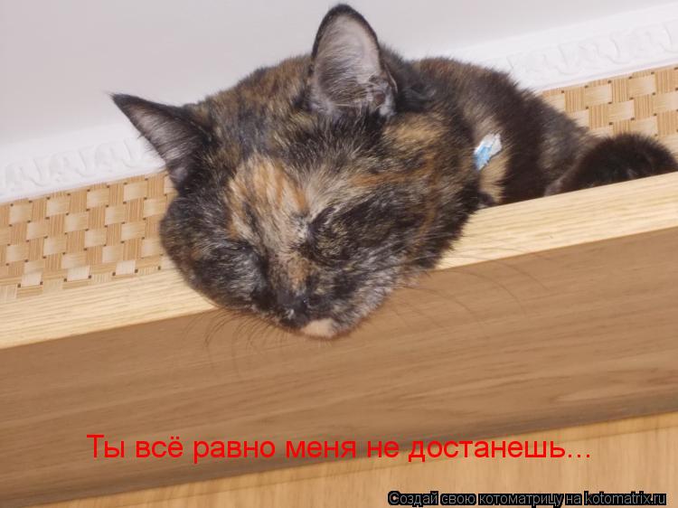 Ты всё равно меня не достанешь...... Котоматрица: Ты всё равно меня не достанешь...