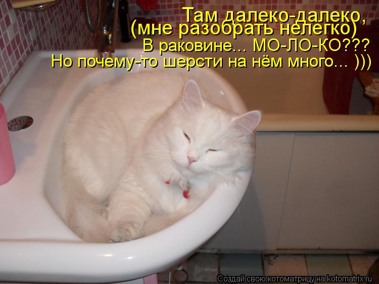 Там далеко-далеко, (мне разобрать нелегко) В раковине... МО-ЛО-КО??? Но почему-то шерсти на нём мно... Котоматрица: Там далеко-далеко, (мне разобрать нелегко) В раковине... МО-ЛО-КО??? Но почему-то шерсти на нём много... )))
