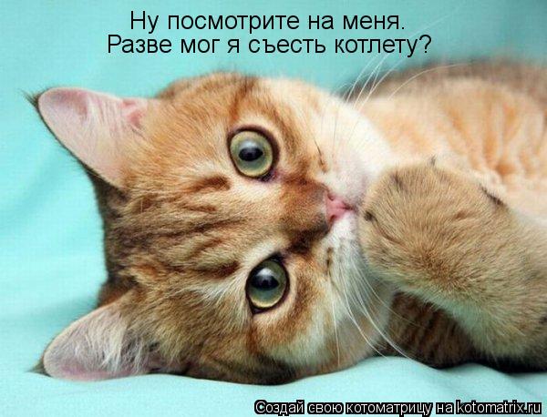 Ну посмотрите на меня. Разве мог я съесть котлету?... Котоматрица: Ну посмотрите на меня. Разве мог я съесть котлету?