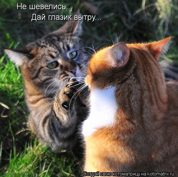 Не шевелись... Дай глазик вытру...... Котоматрица: Не шевелись... Дай глазик вытру...