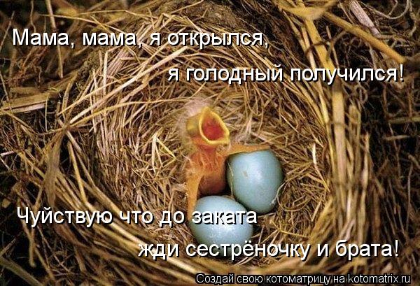 Мама, мама, я открылся, я голодный получился! Чуйствую что до заката жди сестрёночку и брата!... Котоматрица: Мама, мама, я открылся, я голодный получился! Чуйствую что до заката жди сестрёночку и брата!