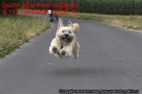 Были обычные собачки а тут Овцепёс какой-то... Котоматрица: Были обычные собачки а тут Овцепёс какой-то