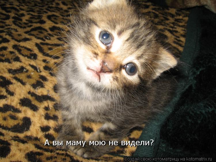 А вы маму мою не видели?... Котоматрица: А вы маму мою не видели?