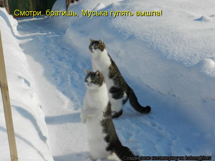 Смотри, братишь, Муська гулять вышла!... Котоматрица: Смотри, братишь, Муська гулять вышла!