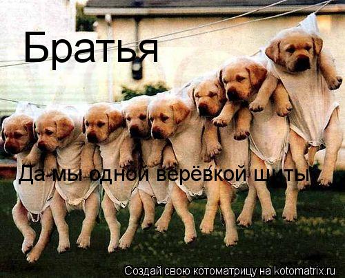 Братья Да мы одной верёвкой шиты... Котоматрица: Братья Да мы одной верёвкой шиты