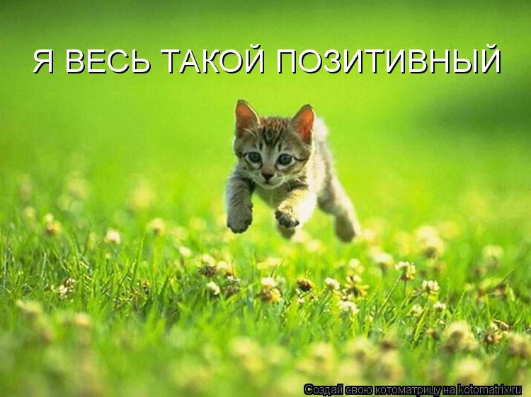 Я ВЕСЬ ТАКОЙ ПОЗИТИВНЫЙ... Котоматрица: Я ВЕСЬ ТАКОЙ ПОЗИТИВНЫЙ