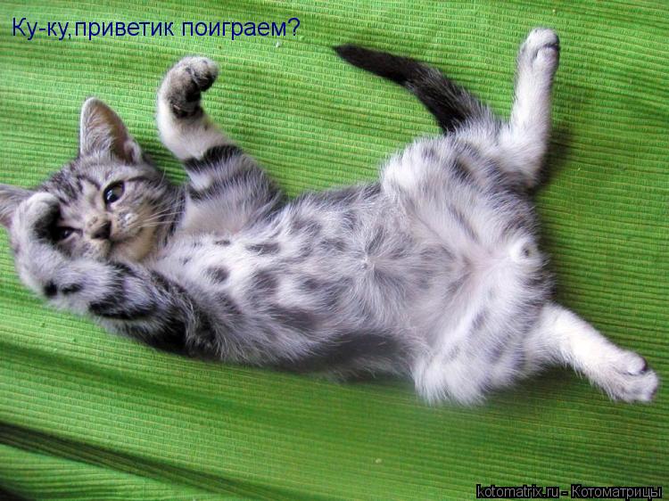 Ку-ку,приветик поиграем?... Котоматрица: Ку-ку,приветик поиграем?