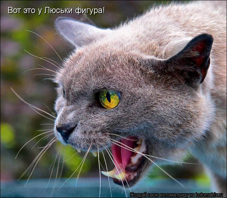 Вот это у Люськи фигура!... Котоматрица: Вот это у Люськи фигура!