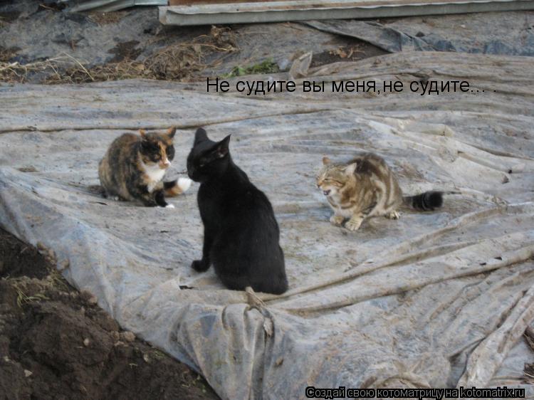 Не судите вы меня,не судите... .... Котоматрица: Не судите вы меня,не судите... .