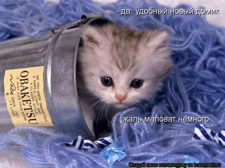 жаль маловат немного - да, удобный новый домик... Котоматрица: жаль маловат немного - да, удобный новый домик