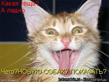 Какая тёща? А ладно. Чего?НОВУЮ СОБАКУ ПОКАЗАТЬ?... Котоматрица: Какая тёща? А ладно. Чего?НОВУЮ СОБАКУ ПОКАЗАТЬ?