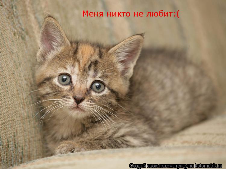 Меня никто не любит:(... Котоматрица: Меня никто не любит:(