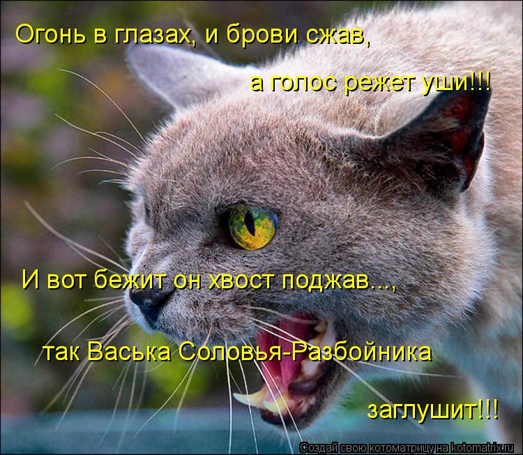 Огонь в глазах, и брови сжав, а голос режет уши!!! И вот бежит он хвост поджав..., так Васька Соловья... Котоматрица: Огонь в глазах, и брови сжав, а голос режет уши!!! И вот бежит он хвост поджав..., так Васька Соловья-Разбойника заглушит!!!