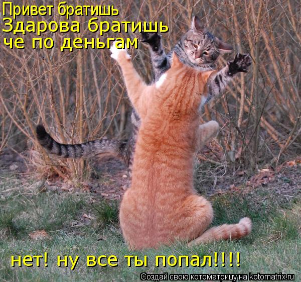 Привет братишь Здарова братишь че по деньгам нет! ну все ты попал!!!!... Котоматрица: Привет братишь Здарова братишь че по деньгам нет! ну все ты попал!!!!