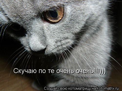 Скучаю по те очень очень!!!)))... Котоматрица: Скучаю по те очень очень!!!)))