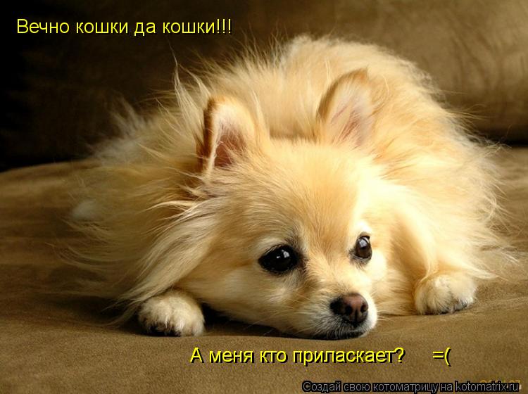 Вечно кошки да кошки!!! А меня кто приласкает? =( А меня кто приласкает? =(... Котоматрица: Вечно кошки да кошки!!! А меня кто приласкает? =( А меня кто приласкает? =(
