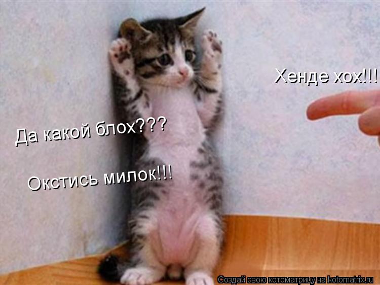 Хенде хох!!! Да какой блох??? Окстись милок!!!... Котоматрица: Хенде хох!!! Да какой блох??? Окстись милок!!!