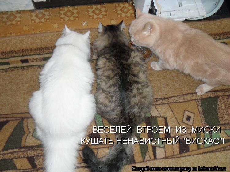 ВЕСЕЛЕЙ ВТРОЕМ ИЗ МИСКИ КУШАТЬ НЕНАВИСТНЫЙ "ВИСКАС"!... Котоматрица: ВЕСЕЛЕЙ ВТРОЕМ ИЗ МИСКИ КУШАТЬ НЕНАВИСТНЫЙ "ВИСКАС"!