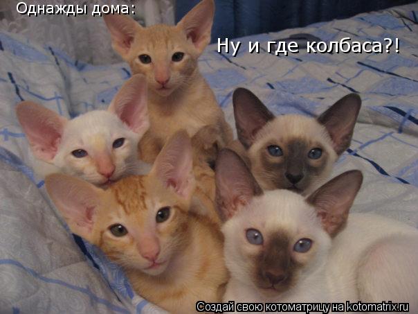 Ну и где колбаса?! Однажды дома:... Котоматрица: Ну и где колбаса?! Однажды дома: