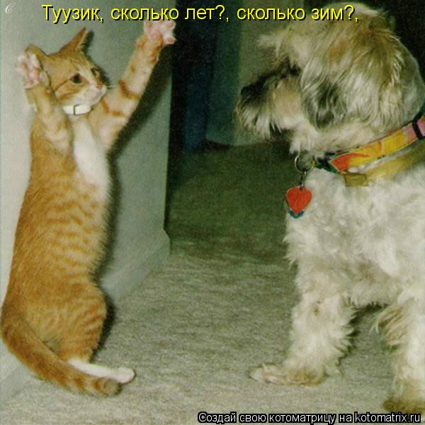 Туузик, сколько лет?, сколько зим?,... Котоматрица: Туузик, сколько лет?, сколько зим?,