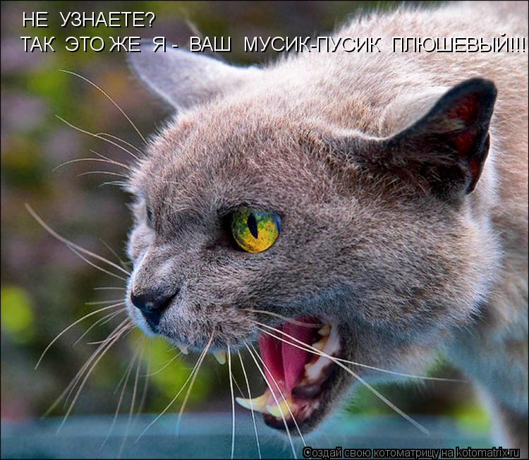 НЕ УЗНАЕТЕ? ТАК ЭТО ЖЕ Я - ВАШ МУСИК-ПУСИК ПЛЮШЕВЫЙ!!!... Котоматрица: НЕ УЗНАЕТЕ? ТАК ЭТО ЖЕ Я - ВАШ МУСИК-ПУСИК ПЛЮШЕВЫЙ!!!