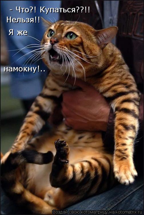 - Что?! Купаться??!! Нельзя!! Я же намокну!..... Котоматрица: - Что?! Купаться??!! Нельзя!! Я же намокну!..