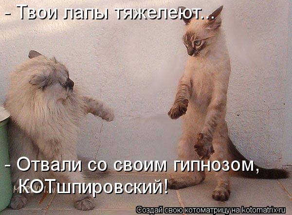 КОТшпировский! - Отвали со своим гипнозом, - Твои лапы тяжелеют...... Котоматрица: КОТшпировский! - Отвали со своим гипнозом, - Твои лапы тяжелеют...