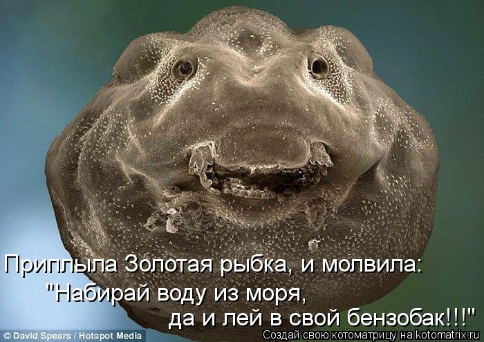 Приплыла Золотая рыбка, и молвила: "Набирай воду из моря, да и лей в свой бензобак!!!"... Котоматрица: Приплыла Золотая рыбка, и молвила: "Набирай воду из моря, да и лей в свой бензобак!!!"
