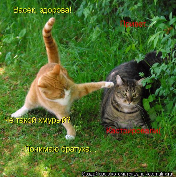 Васёк, здорова! Привет... Чё такой хмурый? Кастрировали( Понимаю братуха...... Котоматрица: Васёк, здорова! Привет... Чё такой хмурый? Кастрировали( Понимаю братуха...