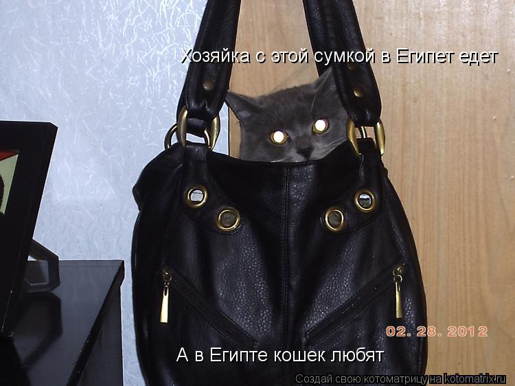 Хозяйка с этой сумкой в Египет едет А в Египте кошек любят... Котоматрица: Хозяйка с этой сумкой в Египет едет А в Египте кошек любят