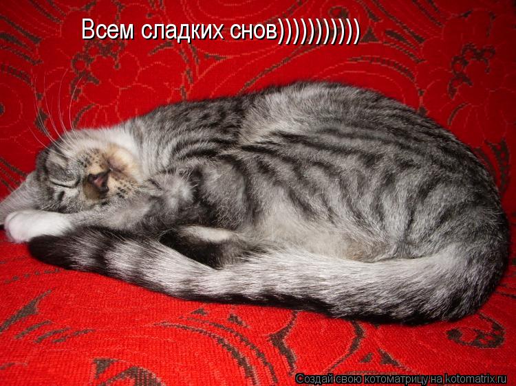 Всем сладких снов)))))))))))... Котоматрица: Всем сладких снов)))))))))))